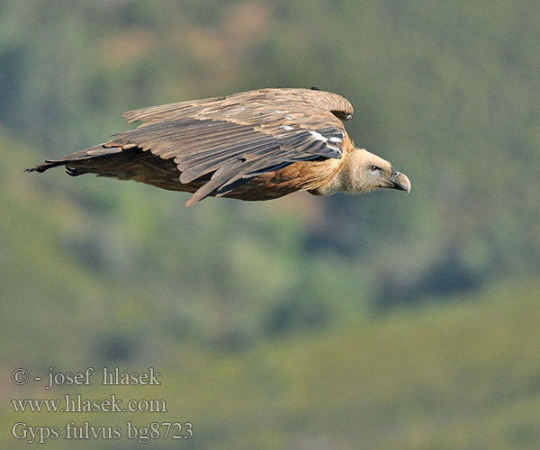 Gyps fulvus bg8723