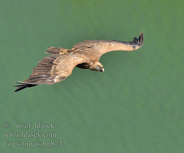 Gyps fulvus bg8742