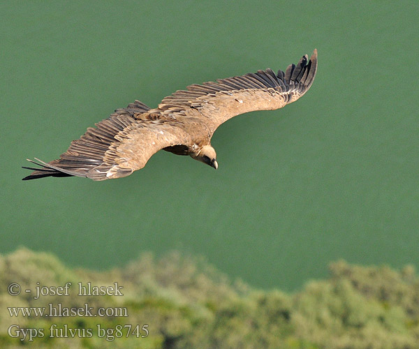 Gyps fulvus bg8745