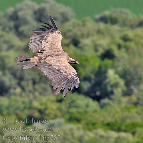 Gyps fulvus bg8787