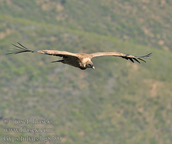 Gyps fulvus bg8790