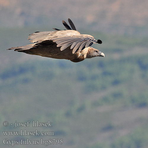 Gyps fulvus bg8795