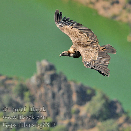 Gyps fulvus bg8813