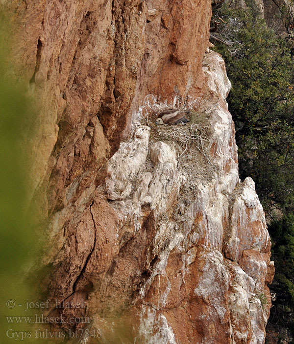 Gyps fulvus Griffon Vulture