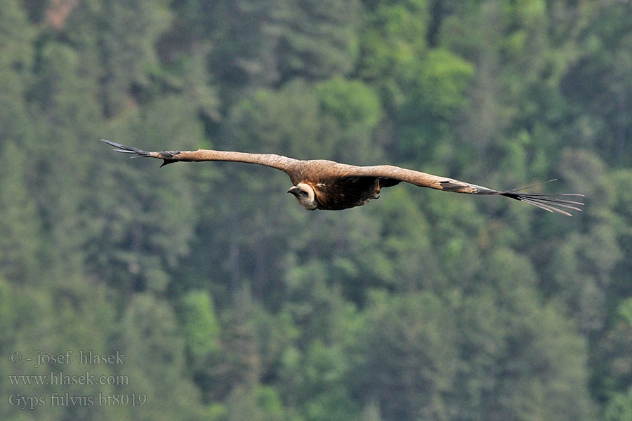 Gyps fulvus Gänsegeier