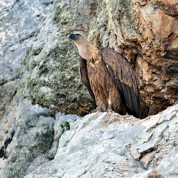 Kransaasvoël Gyps fulvus Griffon Vulture Gänsegeier