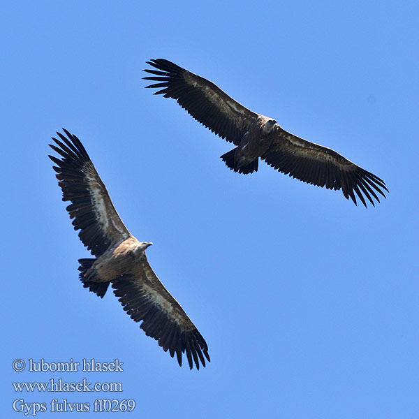 Gyps fulvus Белоголовый сип Sep plowy