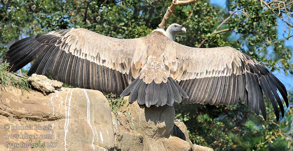 Gyps fulvus Όρνιο Kaeluskotkas Crni strvinar