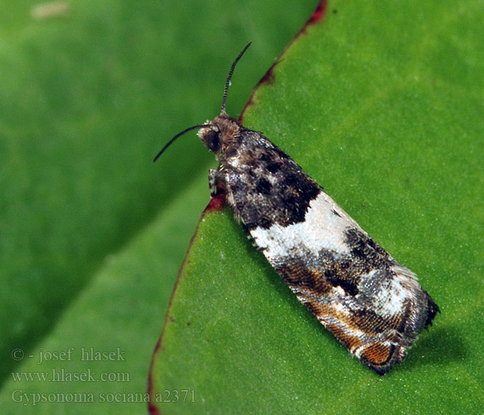 Gypsonoma sociana Tortrix dealbana Obaleč topolový Obaľovač