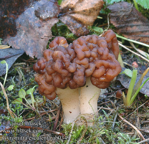 Gyromitra esculenta ab0349