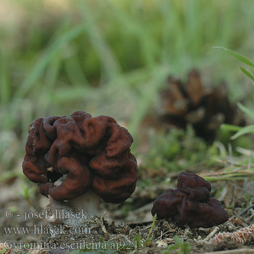 Gyromitra esculenta aj9243