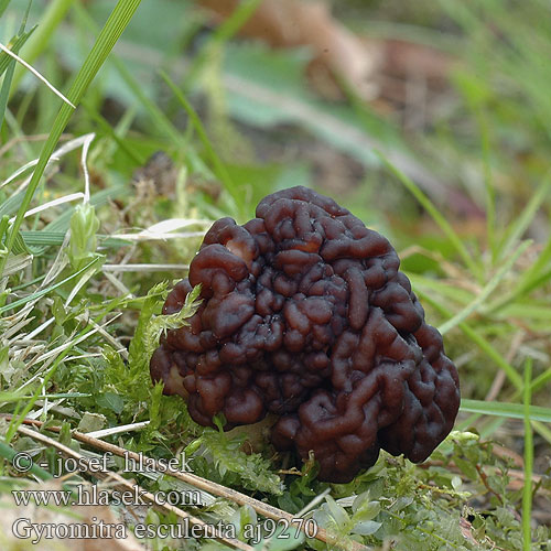 Gyromitra esculenta aj9270