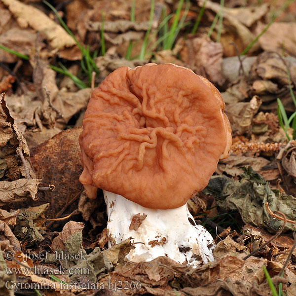 Gyromitra fastigiata Ucháč svazčitý Zipfellorchel 褐鹿花菌