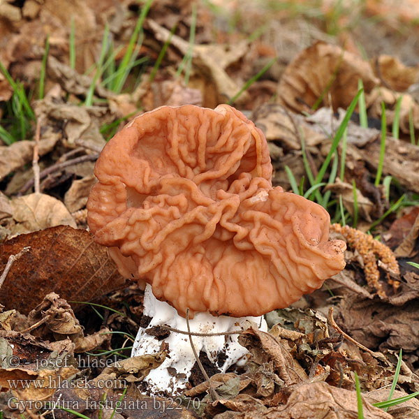 Beefsteak False Morel Toppet Stenmorkel Строчок пучковый