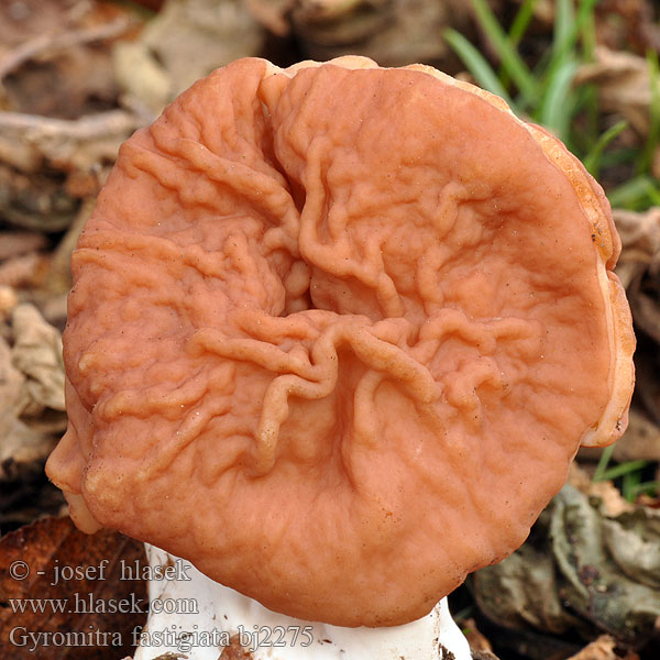 Gyromitra fastigiata bj2275