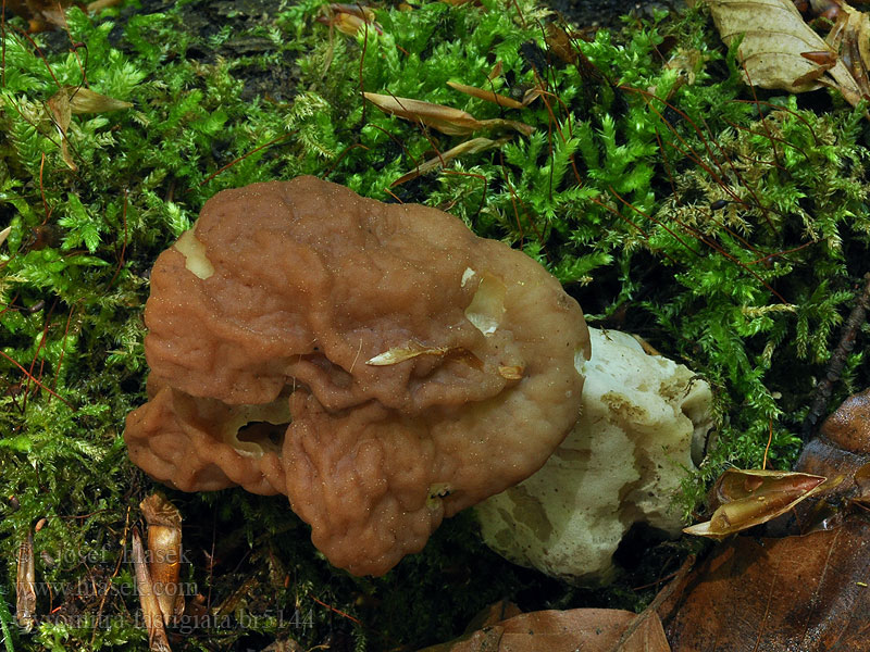 Gyromitra_fastigiata_br5144