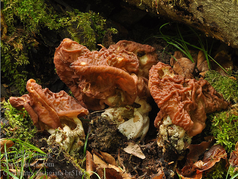 Gyromitra fastigiata Ucháč svazčitý Zipfellorchel