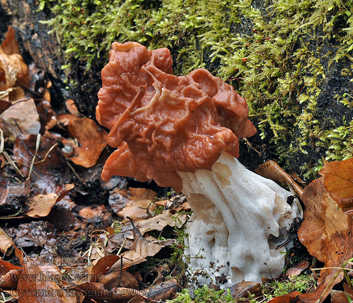 Ucháč svazčitý Gyromitra fastigiata