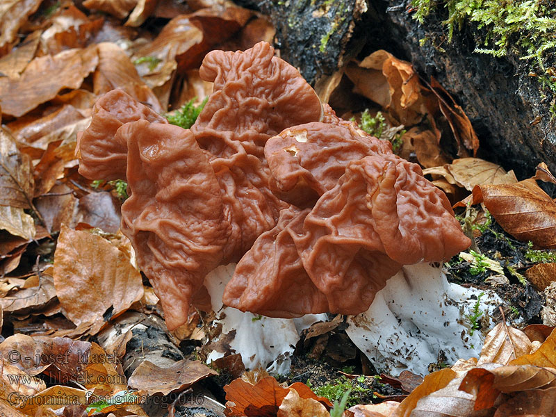 Zipfellorchel Gyromitra fastigiata