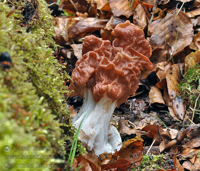 褐鹿花菌 Beefsteak False Morel Gyromitra fastigiata