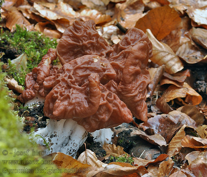 Toppet Stenmorkel Gyromitra fastigiata