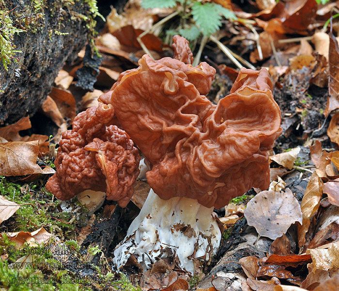 Строчок пучковый Gyromitra fastigiata