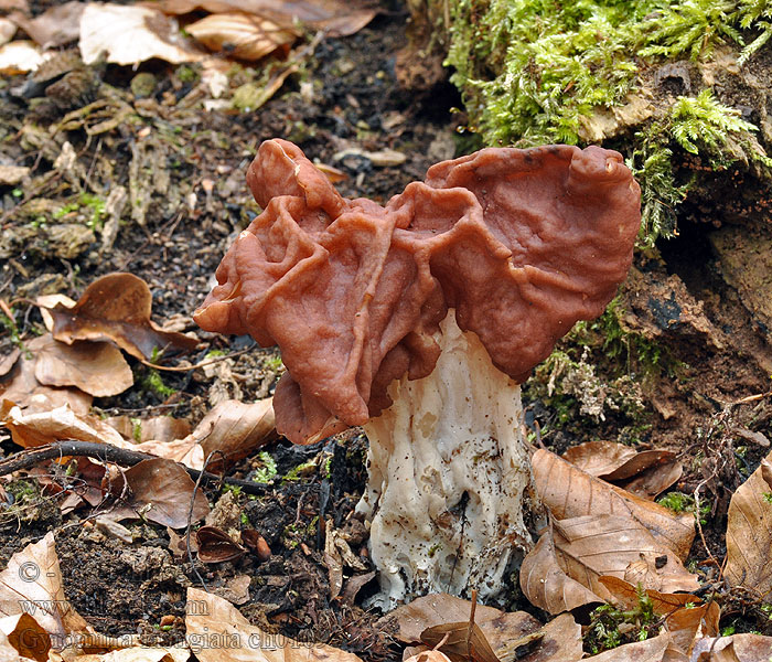 Gyromitra fastigiata