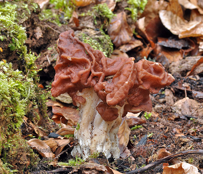 Gyromitra fastigiata