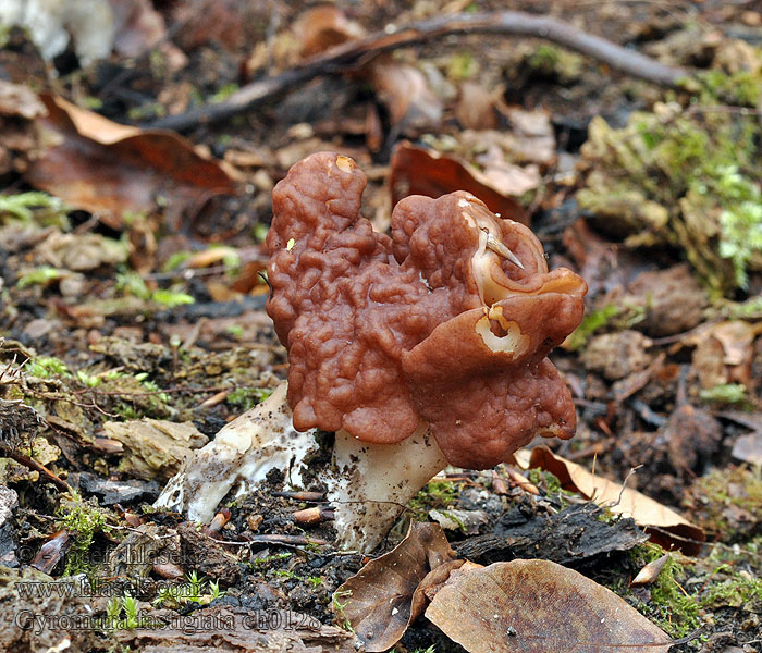 Gyromitra fastigiata