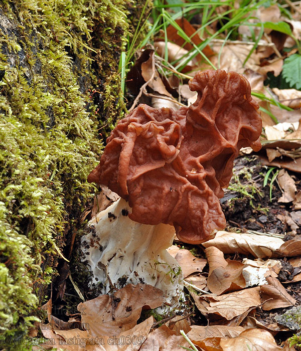 Gyromitra fastigiata