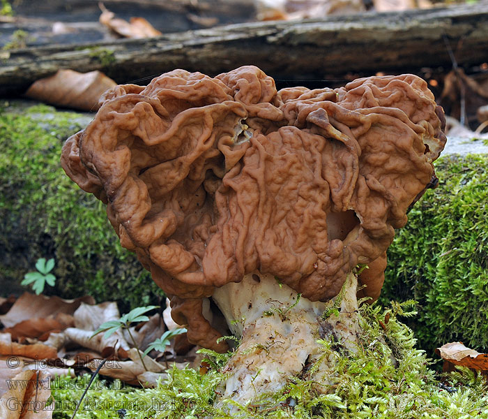 Ucháč svazčitý Gyromitra fastigiata