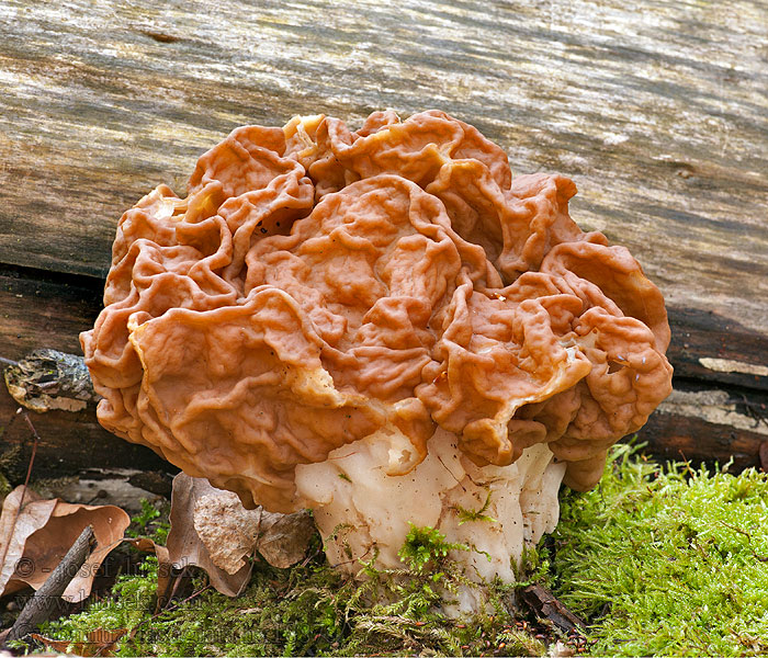 Zipfellorchel Gyromitra fastigiata