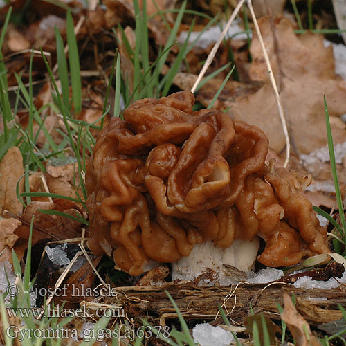 Gyromitra gigas Neogyromitra Ucháč obrovský Piestrzenica olbrzymia