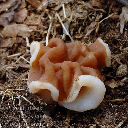 Gyromitra gigas aj8091