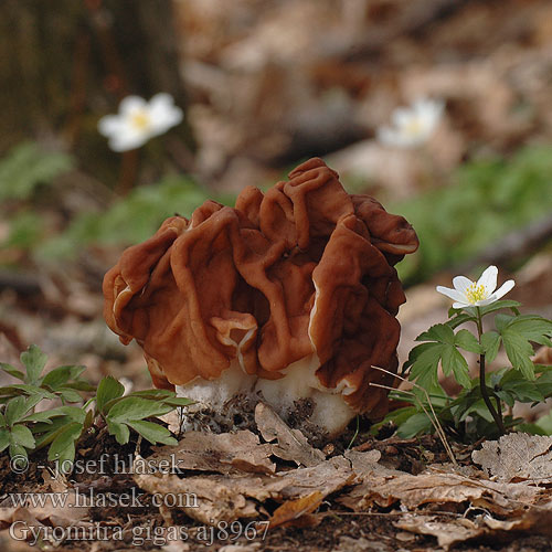 Gyromitra gigas aj8967