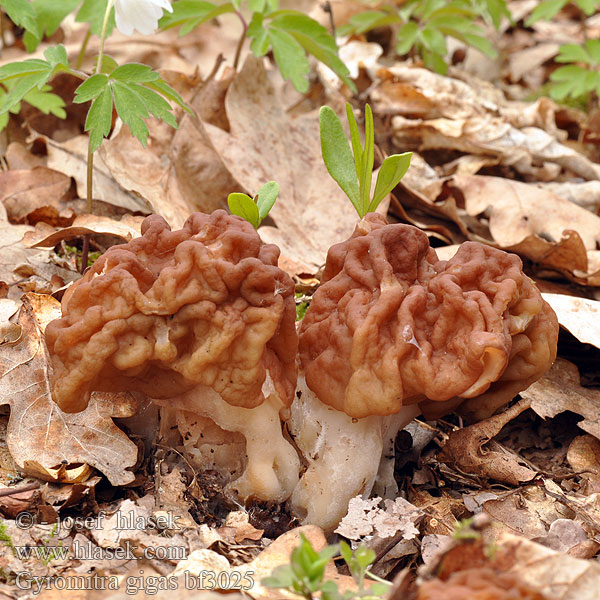 Gyromitra gigas bf3025