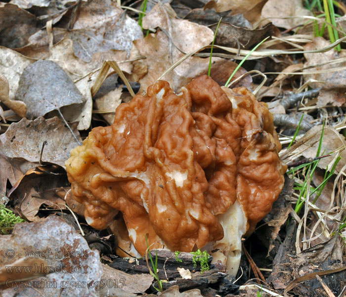 Ucháč obrovský Gyromitra gigas