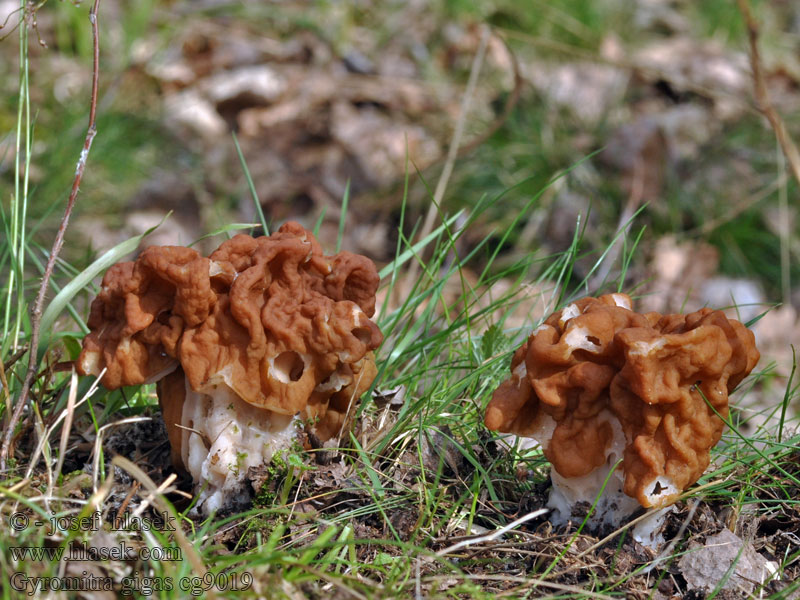 Piestrzenica olbrzymia Gyromitra gigas