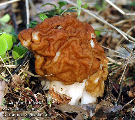 Gyromitra gigas da2302