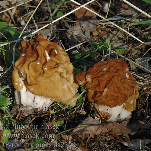 Gyromitra gigas da2303