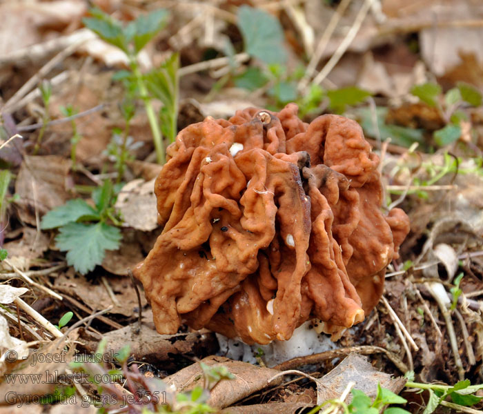 Velika moždanica Óriás papsapkagomba Lehtokorvasieni Blek stenmurkla Gyromitra gigas