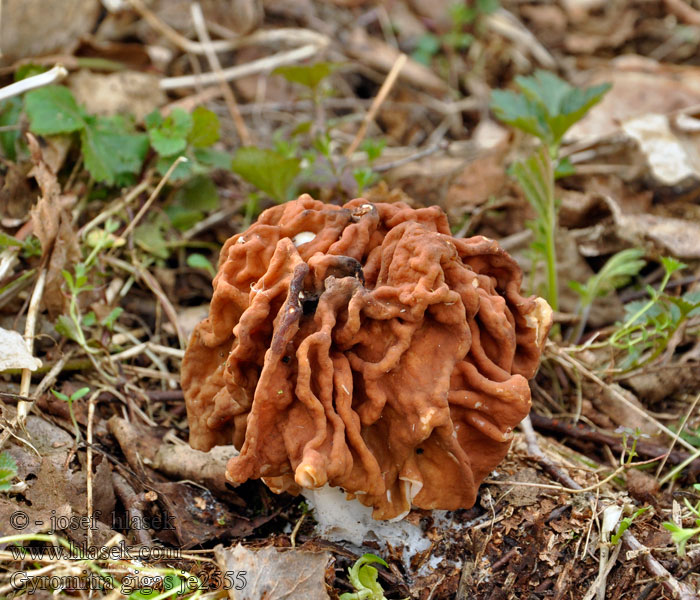 Gyromitre géant Ušiak obrovský Riesenlorche Riesen-Lorchel Gyromitra gigas