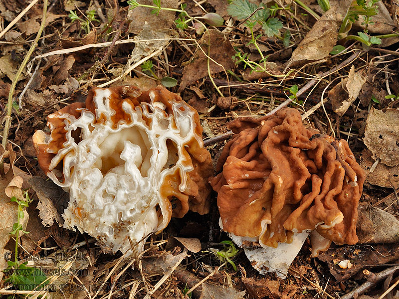 Ucháč obrovský Piestrzenica olbrzymia Snow morel Gyromitra gigas