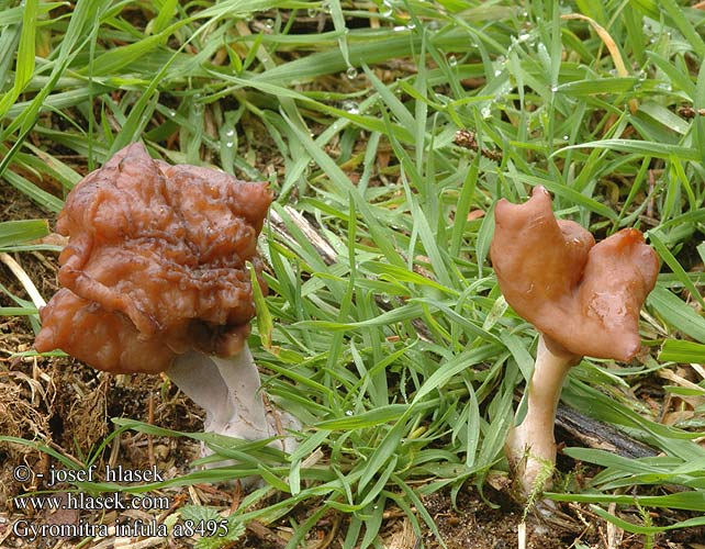 Gyromitra infula Bispehue-stenmorkel Piispanhiippa