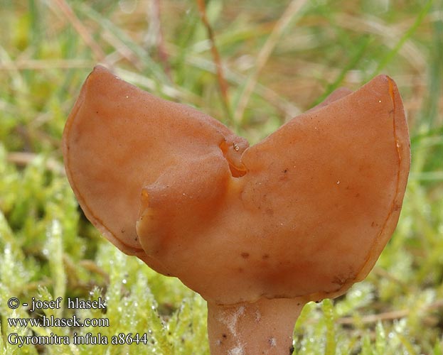 Gyromitra infula Gyromitre en turban