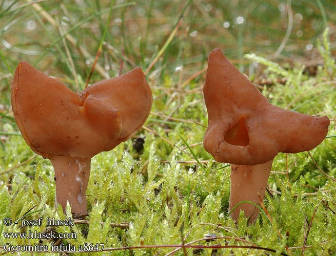 Gyromitra infula Bischofsmütze Piestrzenica infułowata