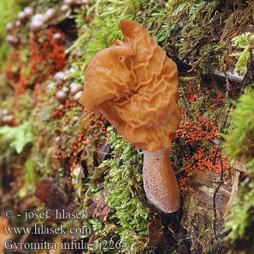 Gyromitra infula Строчок осенний ヒグマアミガサタケ