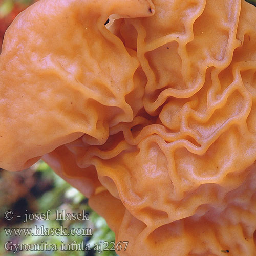 Gyromitra infula ヒグマアミガサタケ Bispehue-stenmorkel