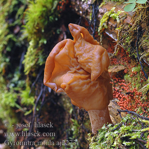 Gyromitra infula Piispanhiippa Gyromitre en turban