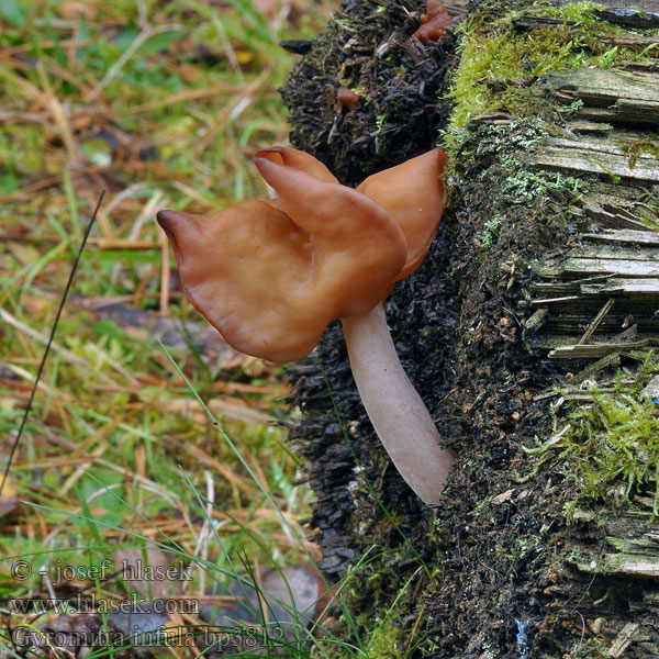 Gyromitra infula Ucháč čepcovitý Biskopsmössa